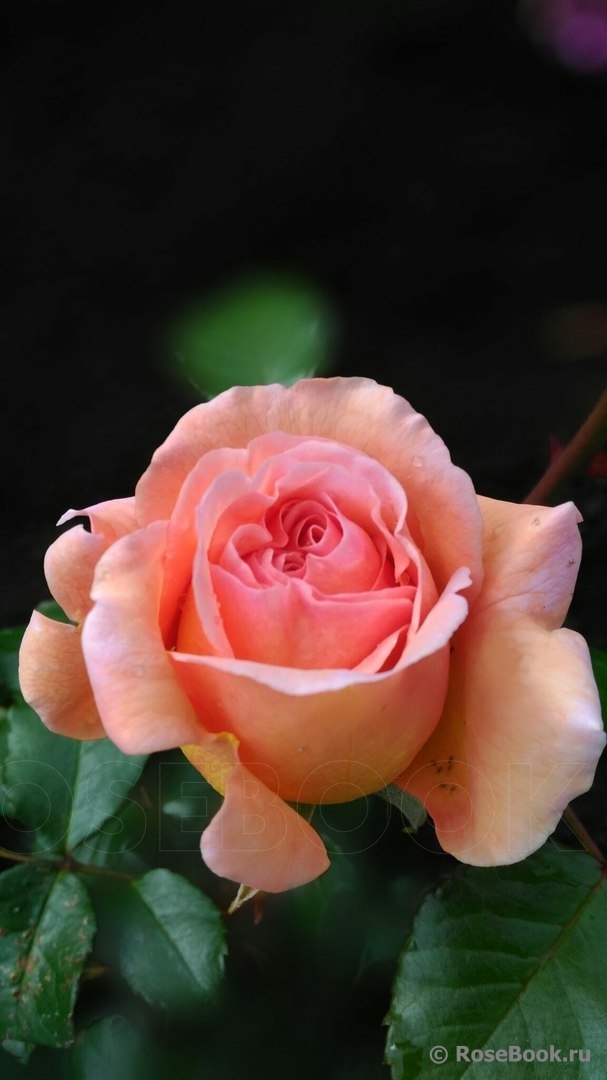 A Shropshire Lad