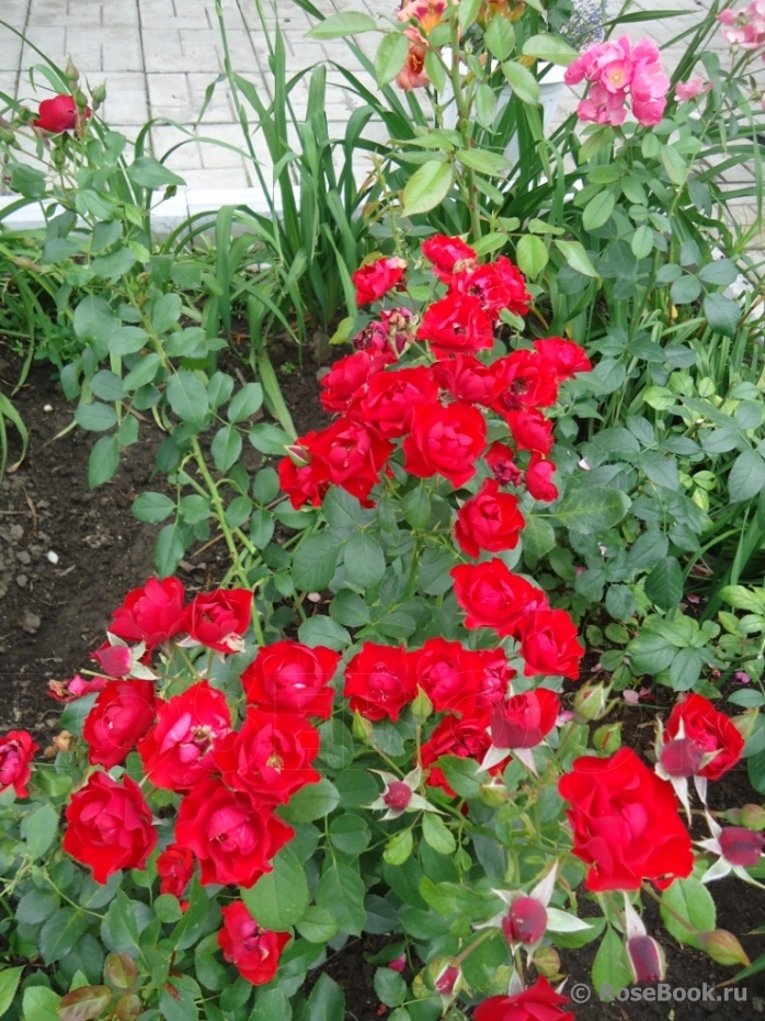 Black Forest Rose ®