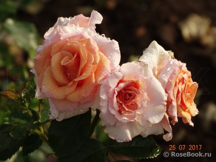 Dr.Hermann Schulze-Delitzsch Rose