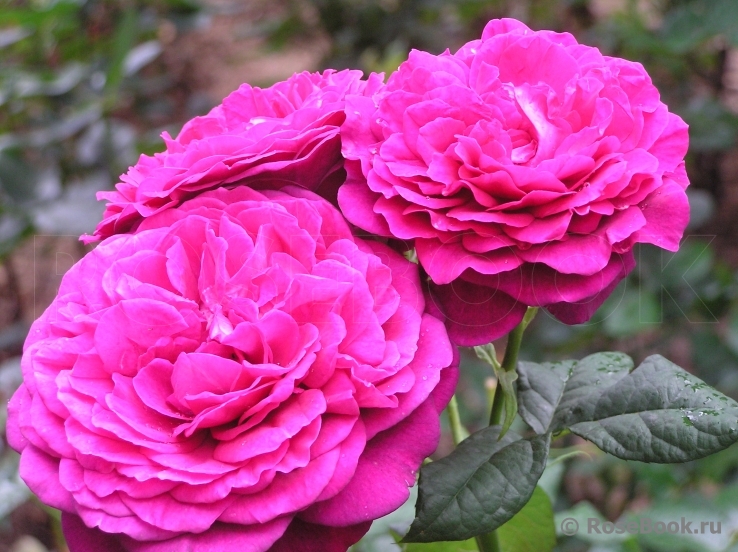 Johann Wolfgang von Goethe Rose®