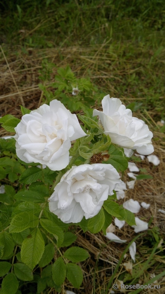 Blanc Double de Coubert 