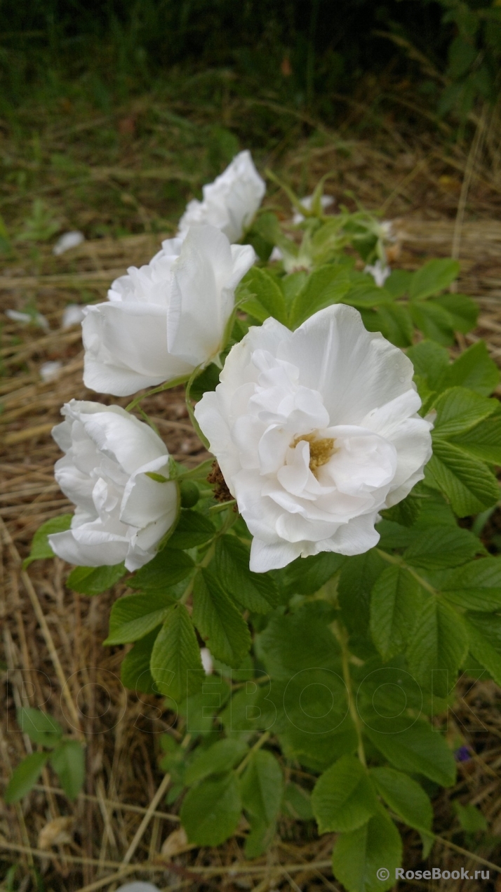 Blanc Double de Coubert 