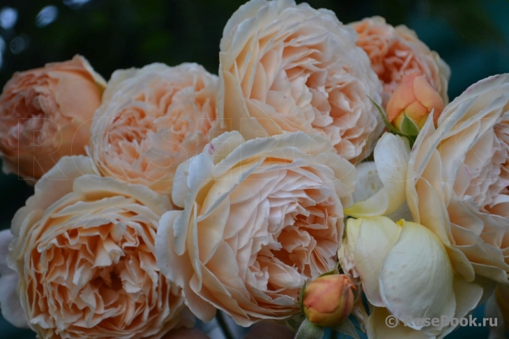 Crown Princess Margareta®