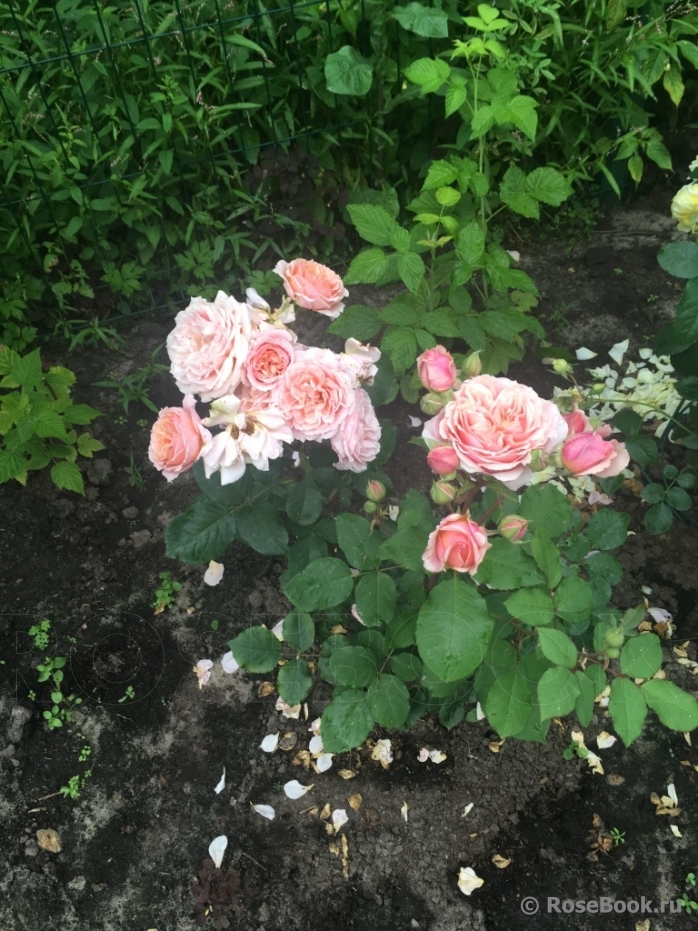 Festival des Jardins de Chaumont