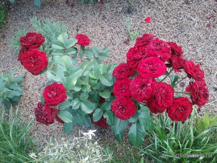 Coeurs de Vendee