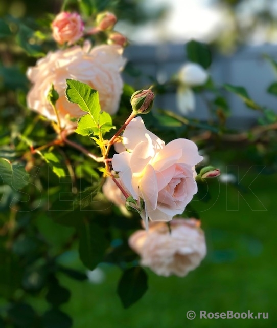 Crocus Rose® 