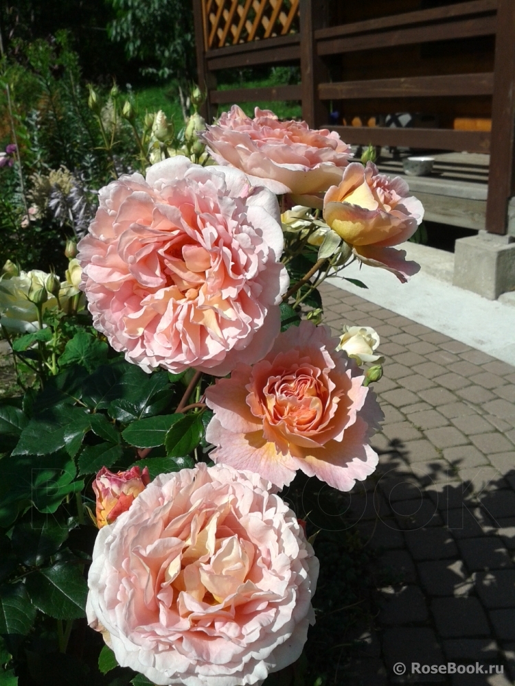 Abraham Darby