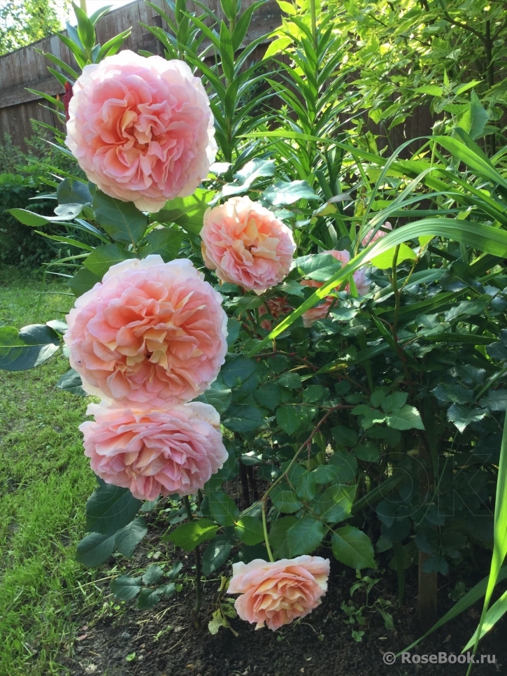 Abraham Darby