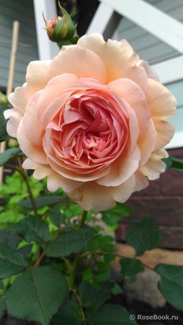 Abraham Darby