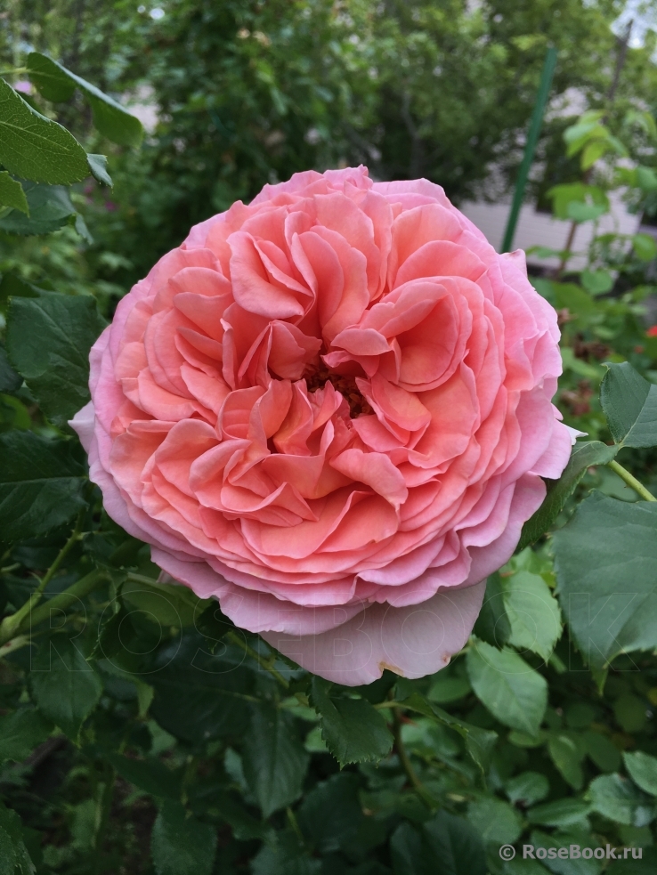 Abraham Darby