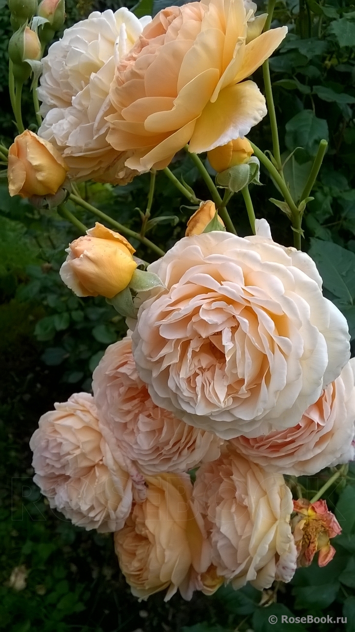 Crown Princess Margareta®