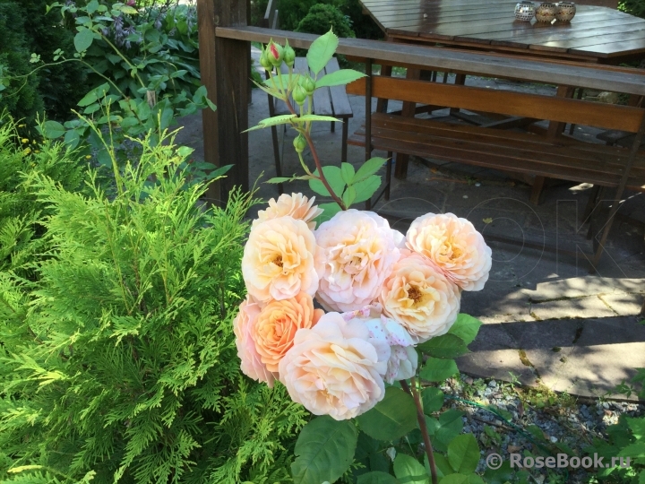 Crown Princess Margareta®