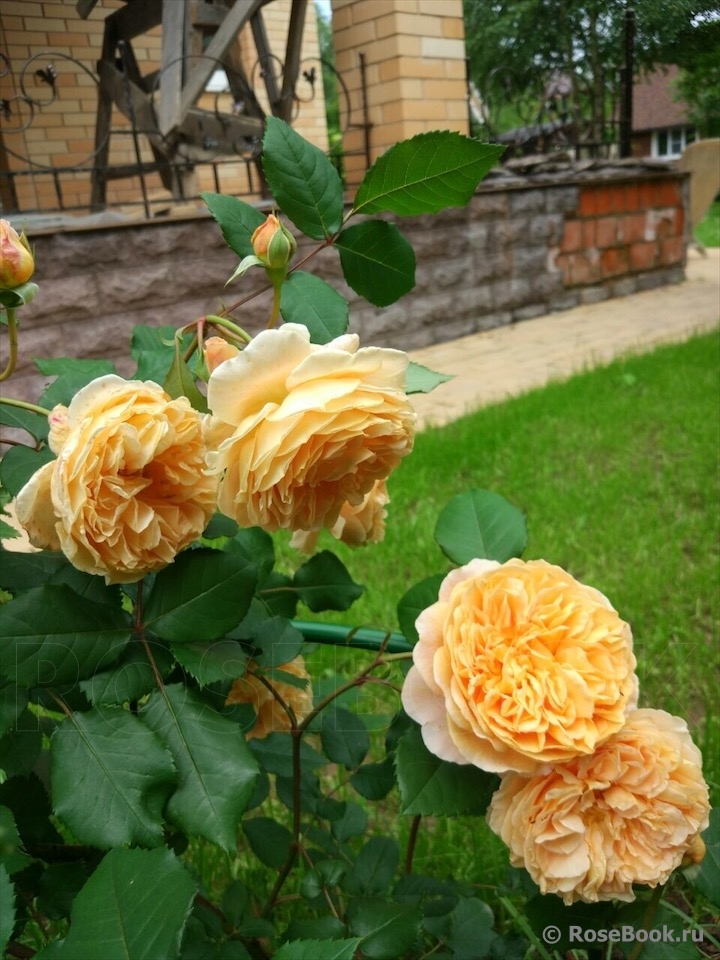 Crown Princess Margareta®