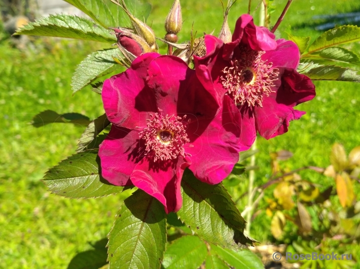 Basye’s Purple Rose  