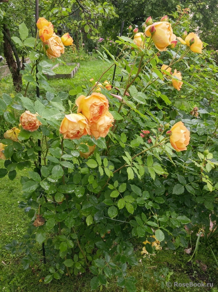 Lady of Shalott 