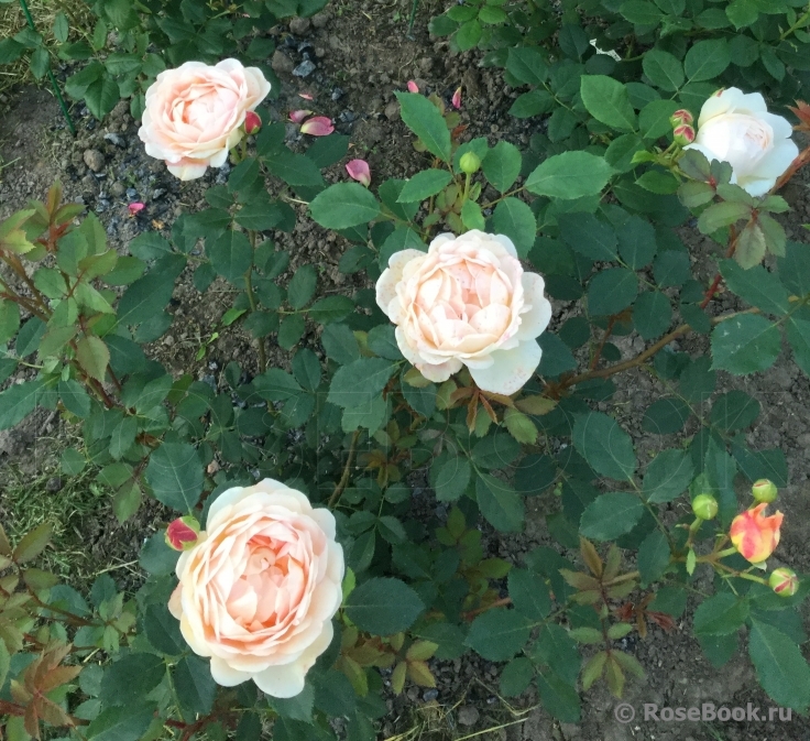 Lady of Shalott 