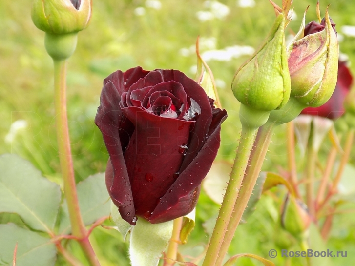 Black Baccara