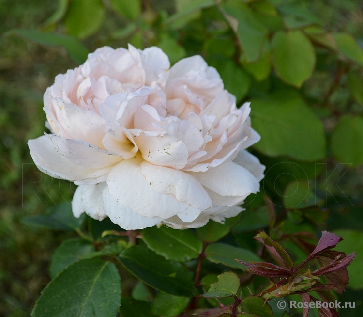 The Lady Gardener