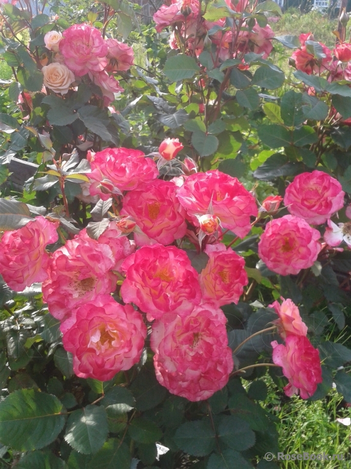 Marseille en Fleurs