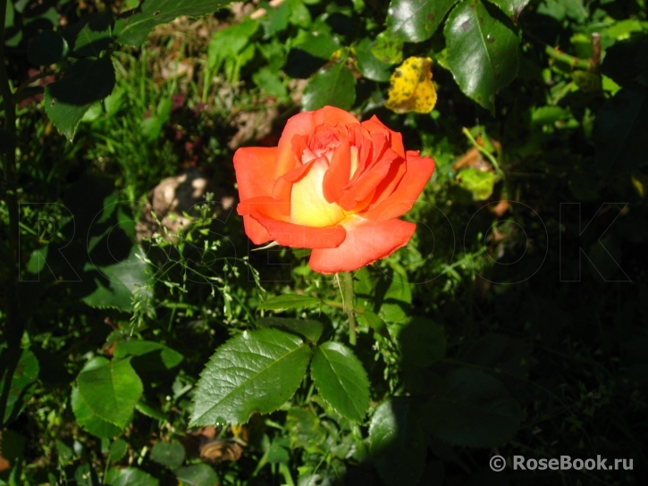 Konigin der Rosen 