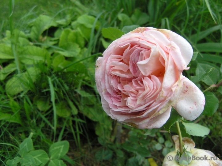 Abraham Darby