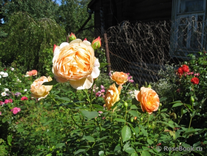 Lady of Shalott 