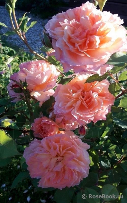 Rose de Gerberoy ®