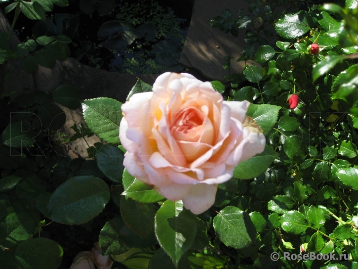 White Fox Rose