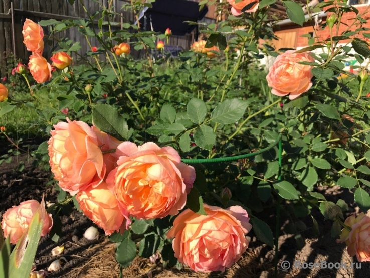 Lady of Shalott 