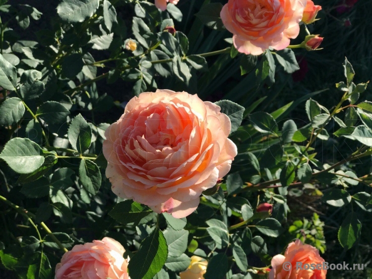 Lady of Shalott 