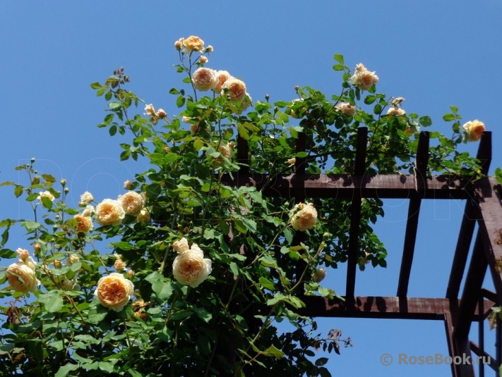 Crown Princess Margareta®