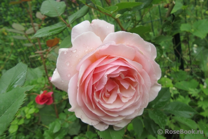 A Shropshire Lad