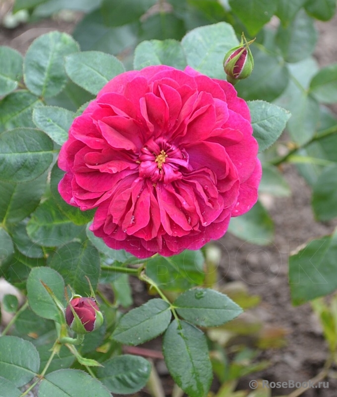 Darcey Bussell 