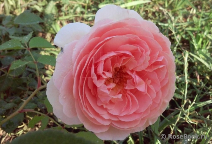 A Shropshire Lad