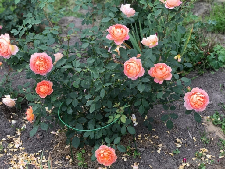 Lady of Shalott 