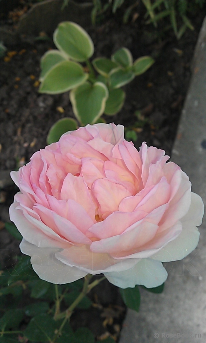 Abraham Darby