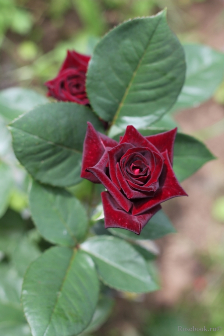 Black Baccara