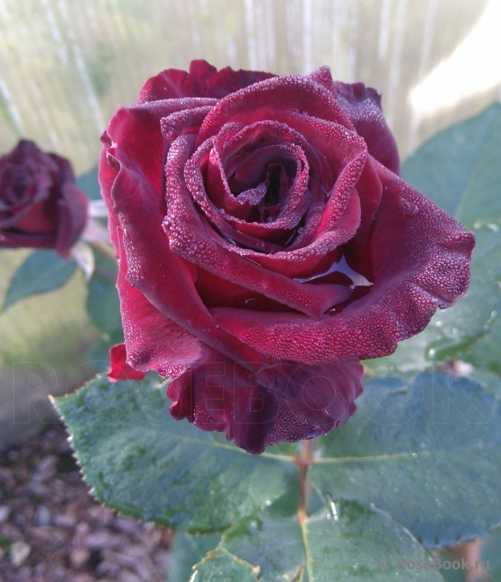 Black Baccara