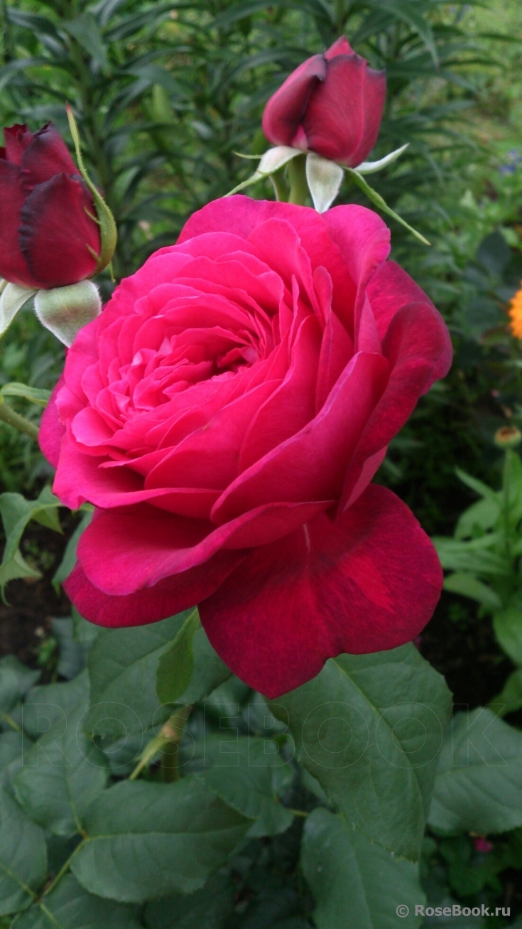 Johann Wolfgang von Goethe Rose®