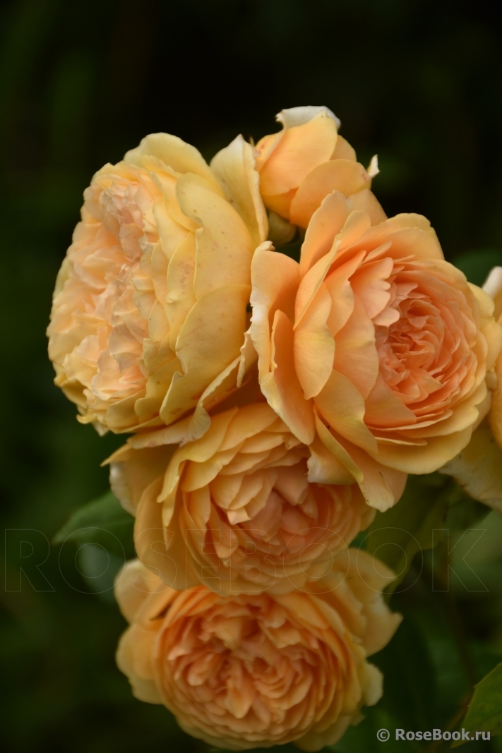 Crown Princess Margareta®