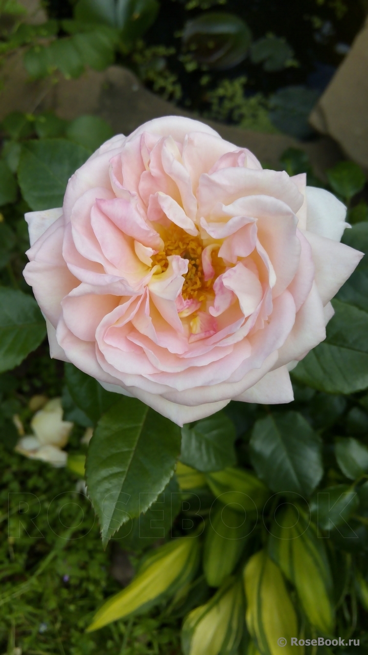 White Fox Rose