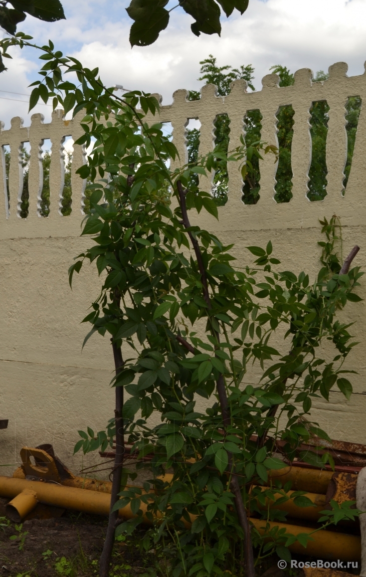 Paul’s Himalayan Musk 