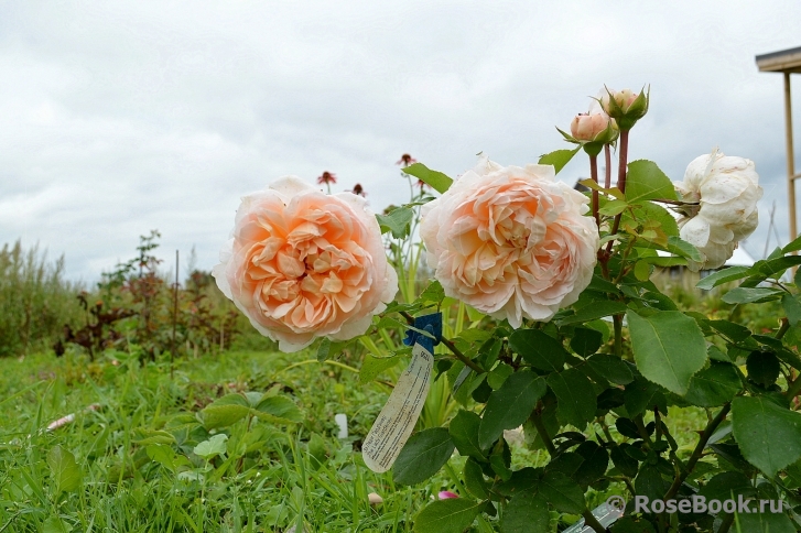 The Lady Gardener