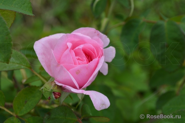 Gertrude Jekyll