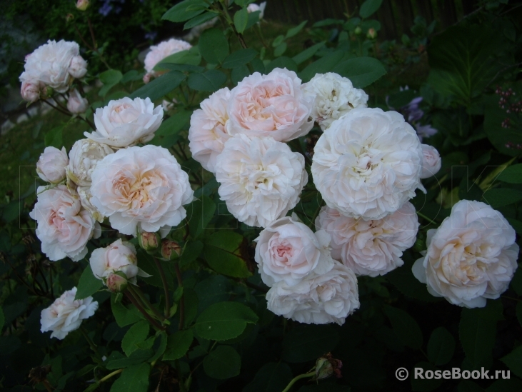 The Lady Gardener