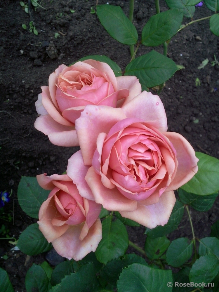 Stefanie´s Rose 