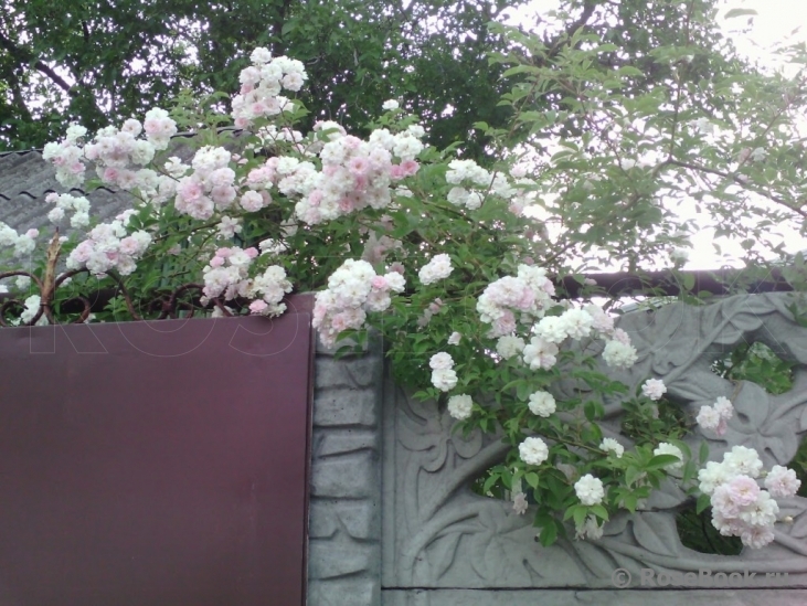 Paul’s Himalayan Musk 