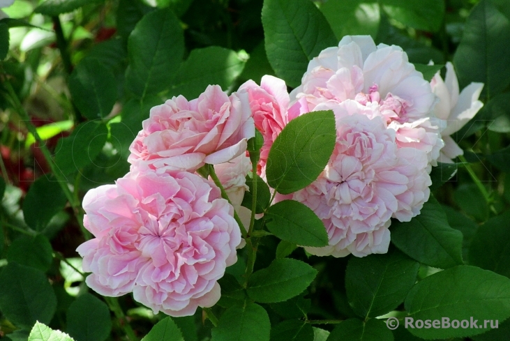 Cottage Rose 