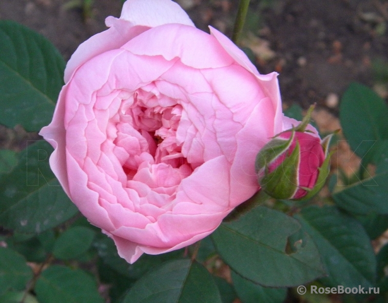 The Alnwick Rose