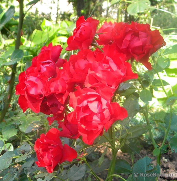 Black Forest Rose ®